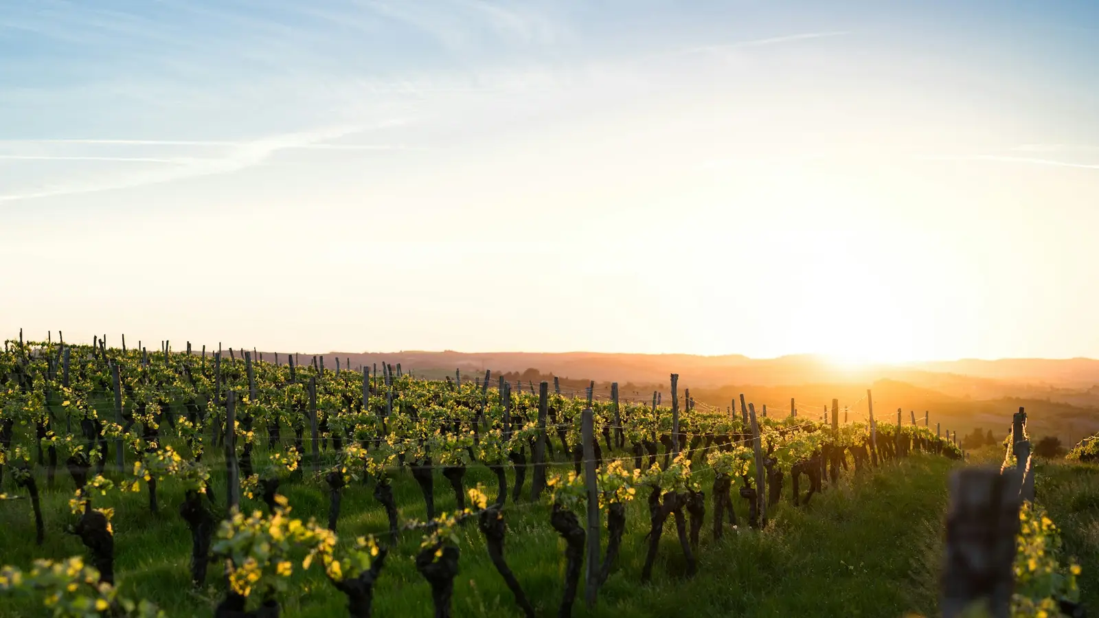 Viñedo al atardecer